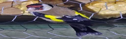Mixed Breed birds for sale: Goldfinch  - Advert 7