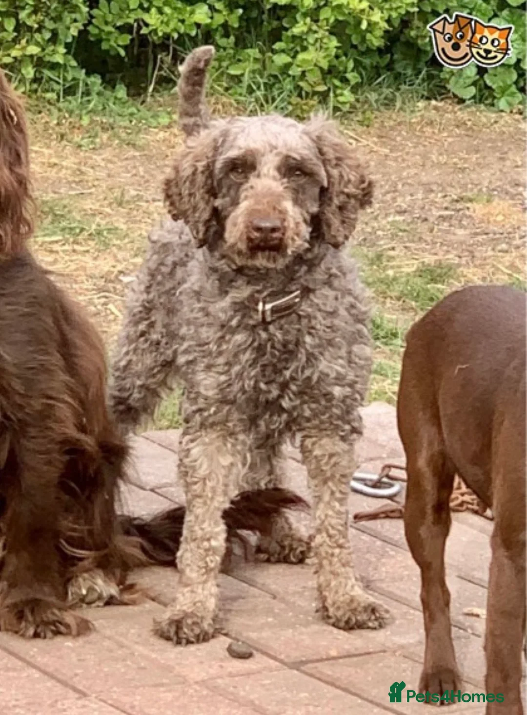 Cockapoo dogs for sale: Reservations being taken for March litter - Advert 7