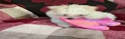 Maltese dogs for sale: Maltese puppy for sale  - Advert 10