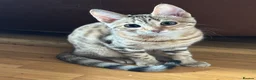 Bengal cats for sale: Bengal kittens  - Advert 12
