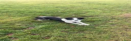 Border Collie dogs for sale: Beautiful Border collie pup  in Ascot - Advert 2