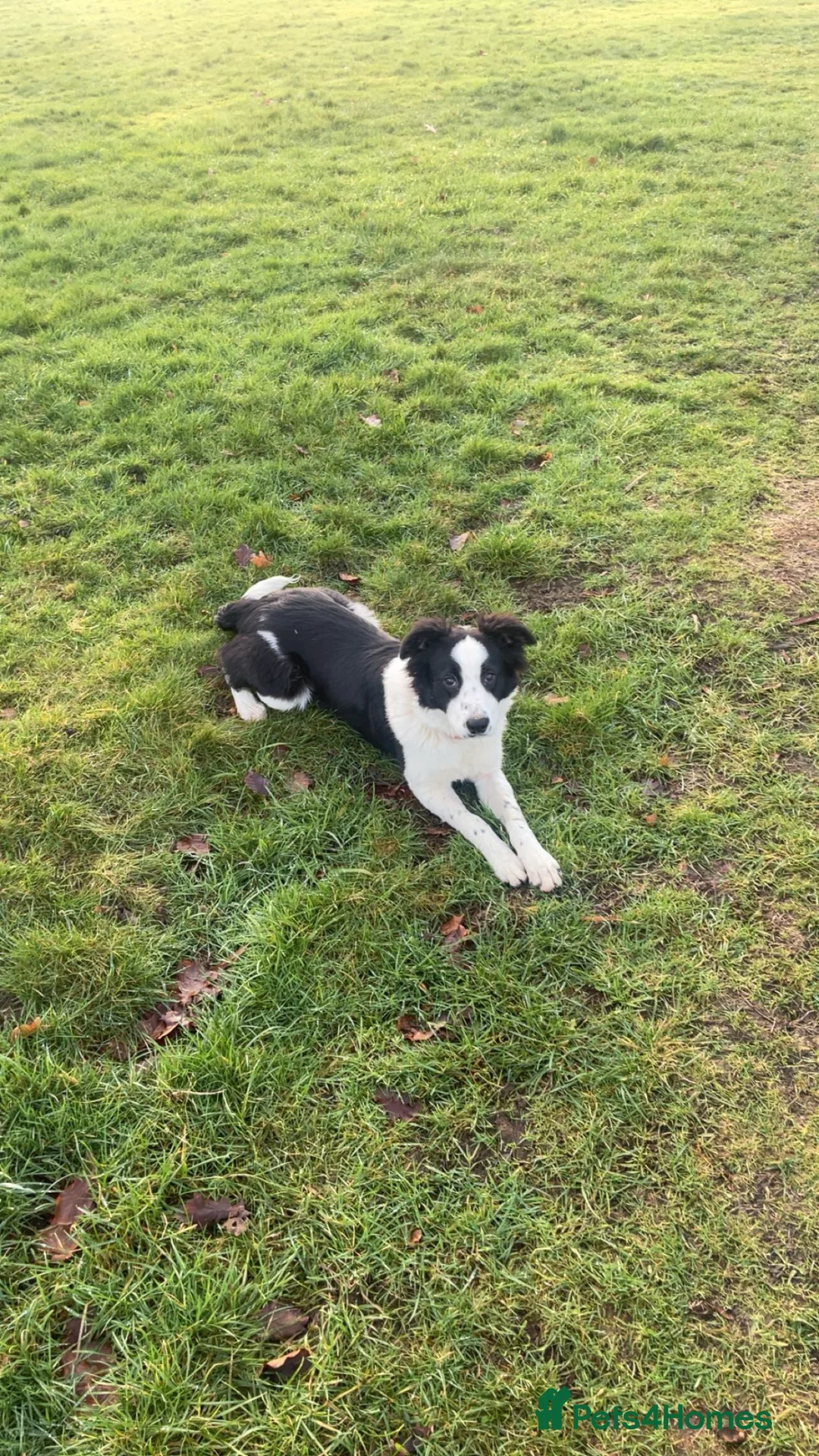 Border Collie dogs for sale: Beautiful Border collie pup  in Ascot - Advert 2