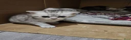British Shorthair cats for sale: ✨️✨️Tabby British Shorthair kitten✨️✨️ - Advert 18