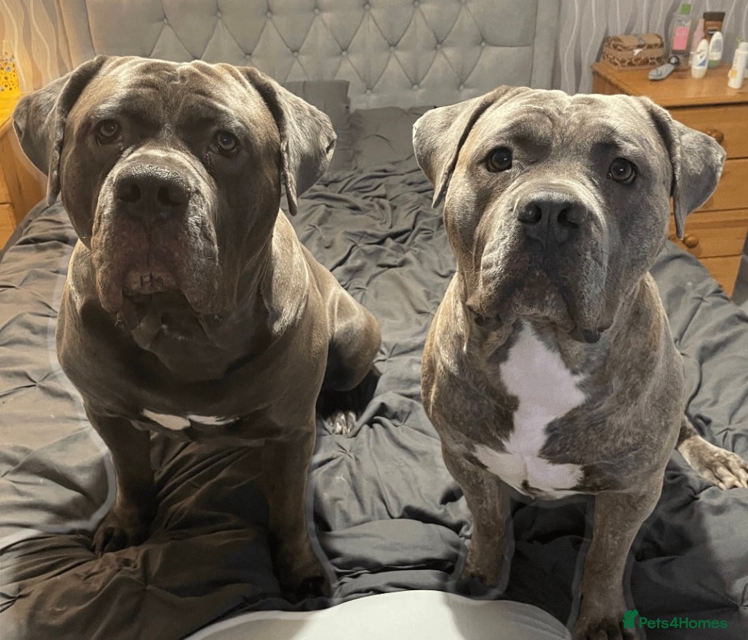 Mixed Breed dogs for stud: Dog for stud - Advert 3