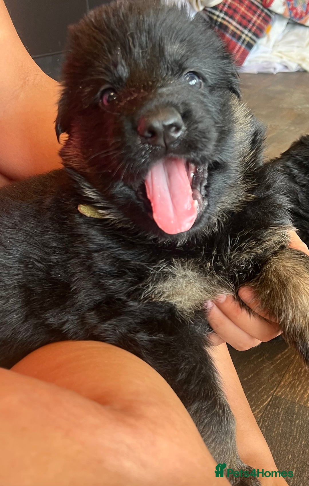 German Shepherd dogs for sale: Stunning Pedigree German Shepherd Puppies - Image 12