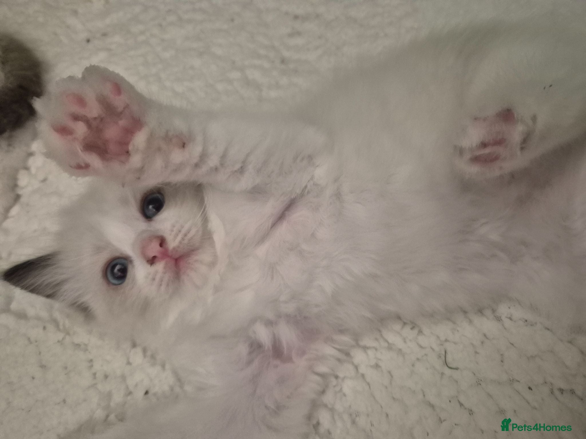 Ragdoll cats Beautiful Bi-Colour Ragdoll's - Advert 1