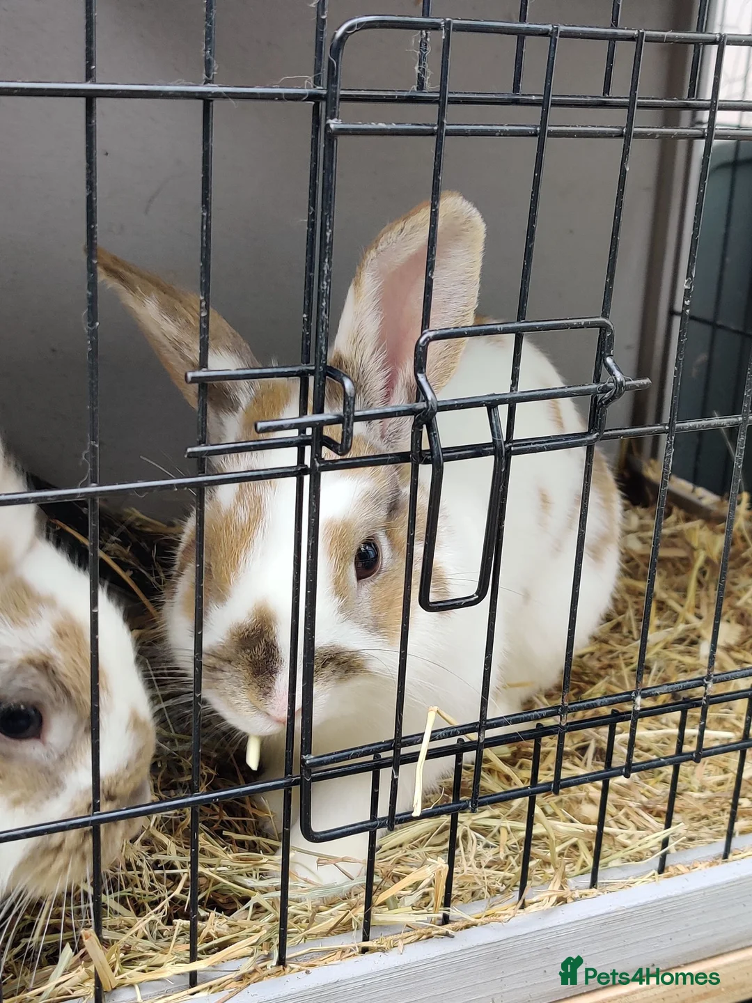 Mixed Breed rabbits for sale: Pair of male sibling mixed breed rabbits  - Advert 2