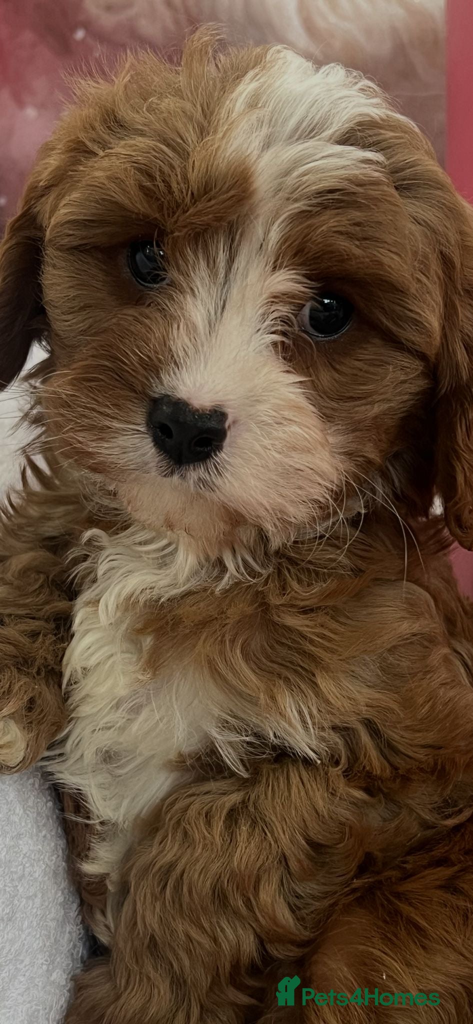Cavapoo dogs Cavapoo puppies ready now 🏡 - Advert 5