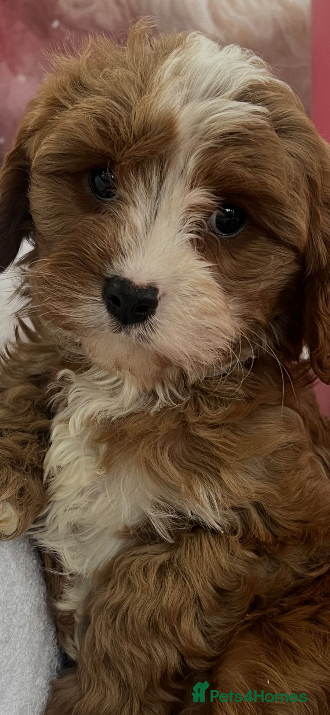 Cavapoo dogs for sale: Cavapoo puppies ready now 🏡 - Advert 1