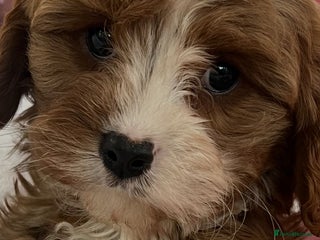 Cavapoo dogs Cavapoo puppies ready now 🏡 - Advert 2