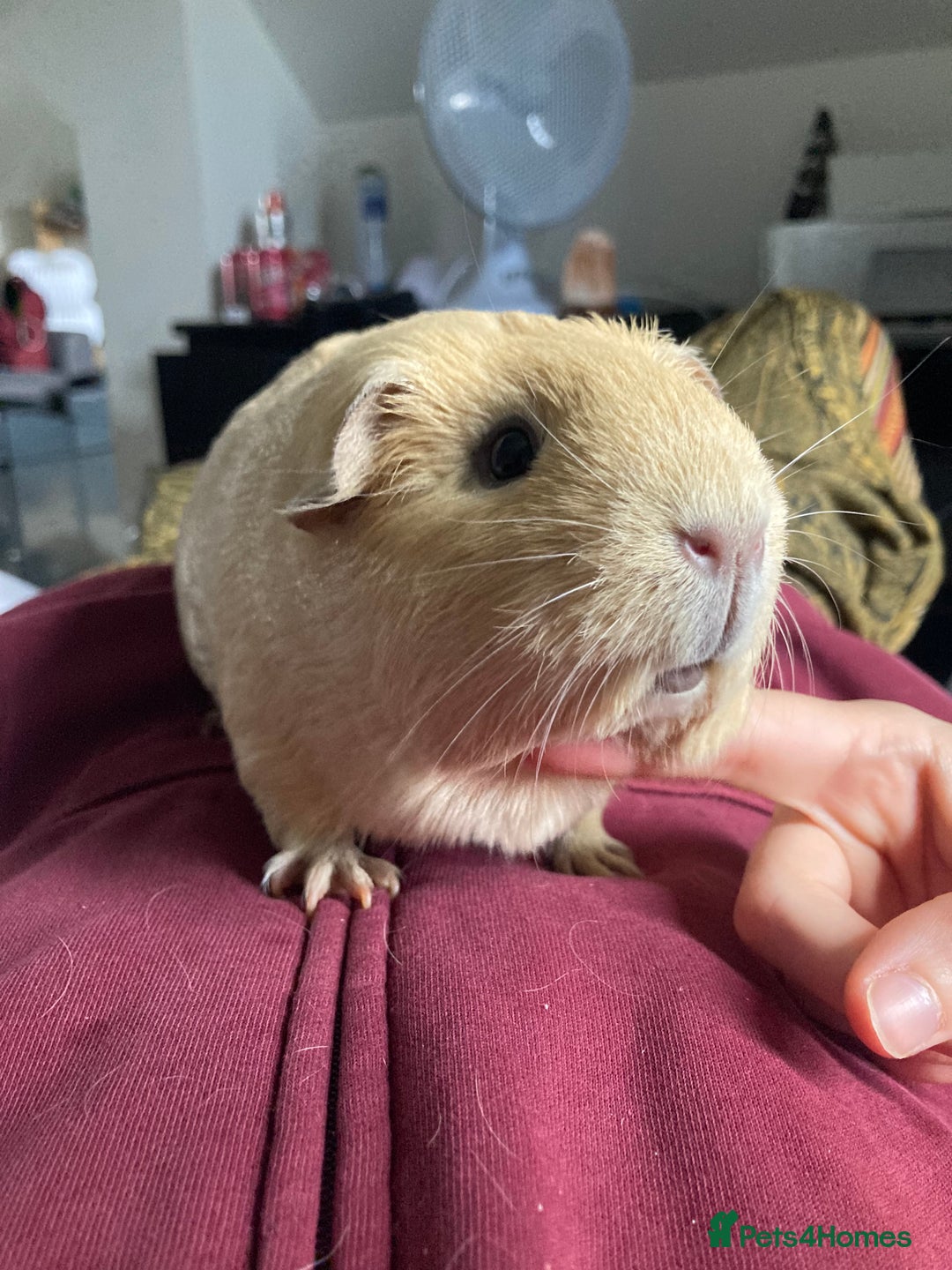 Guinea Pig rodents for sale: SOLD 5 Guinea pigs For Rehoming, 2 separate groups - Image 3