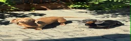 Dachshund dogs for sale: Puppies  in Kingswinford - Advert 15