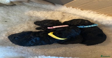 Miniature Poodle dogs - Advert 3