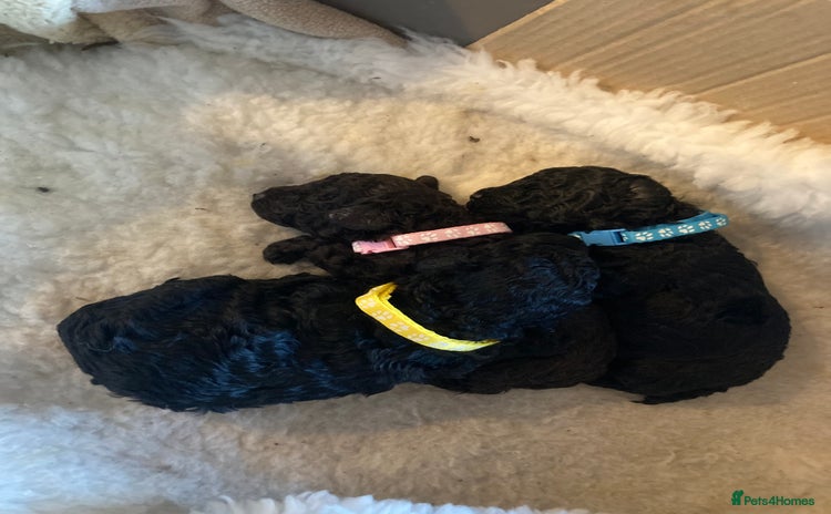 Miniature Poodle dogs - Advert 2