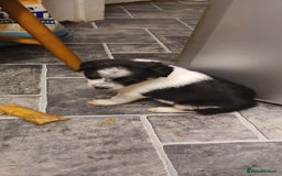 Border Collie dogs for sale: My babies  - Image 26
