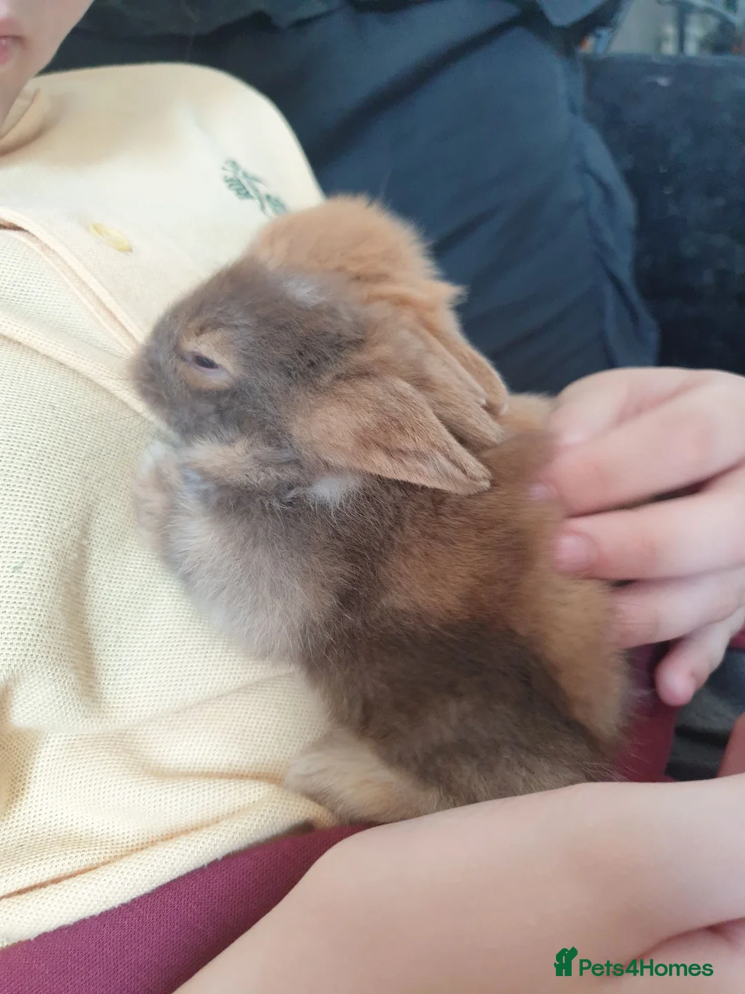 Lionhead rabbits for sale: 4 beautiful lionhead rabbits for sale in Blackburn - Advert 4
