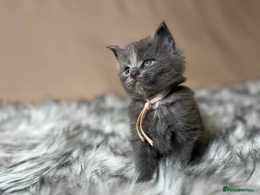 Maine Coon cats for sale: Maine coon kittens blue silver smoke rare colours - Advert 19