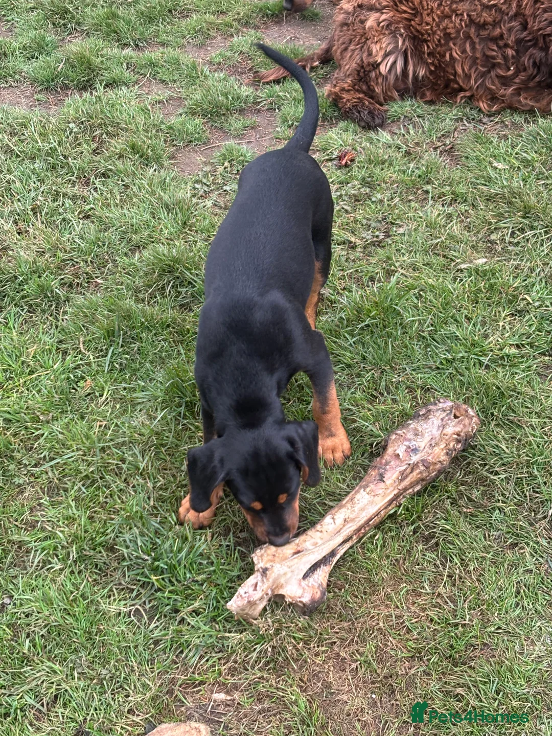 Mixed Breed dogs for sale: The A Team Twins in Killin - Advert 2