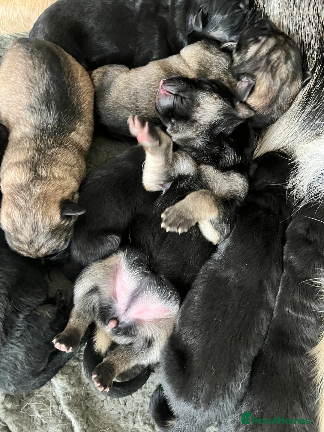 German Shepherd dogs for sale: German shepherd puppies  - Advert 18