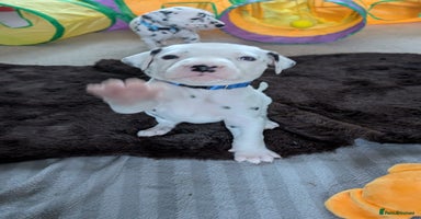 Dalmatian dogs KC registered Dalmatian puppies - Advert 1