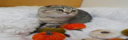 British Shorthair cats for sale: Golden Tabby Kittens  - Advert 20