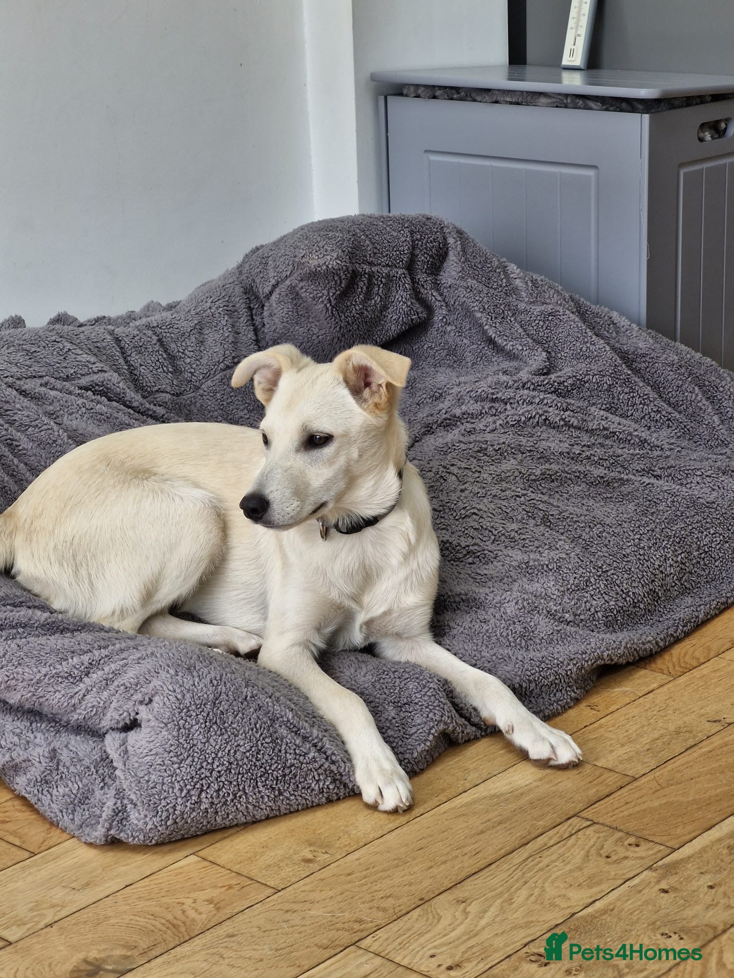 Mixed Breed dogs ❤️🐶 TOSCA – A LITTLE RAY OF SUNSHINE - Advert 2