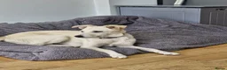 Mixed Breed dogs for adoption: ❤️🐶 TOSCA – A LITTLE RAY OF SUNSHINE in Nottingham - Advert 3