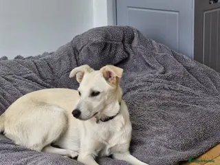 Mixed Breed dogs ❤️🐶 TOSCA – A LITTLE RAY OF SUNSHINE - Advert 2