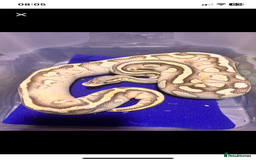 Python Snake reptiles for sale: Royal python females looking for new home - Image 11