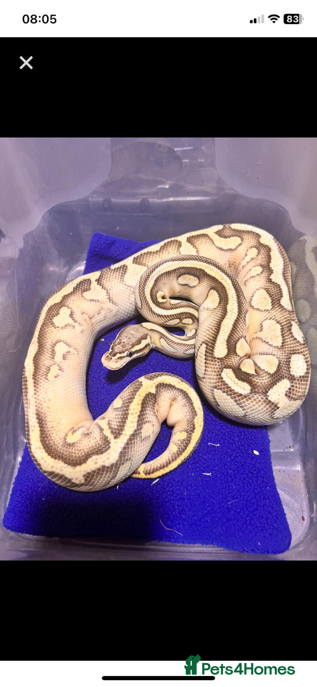 Python Snake reptiles for sale: Royal python females looking for new home - Image 11