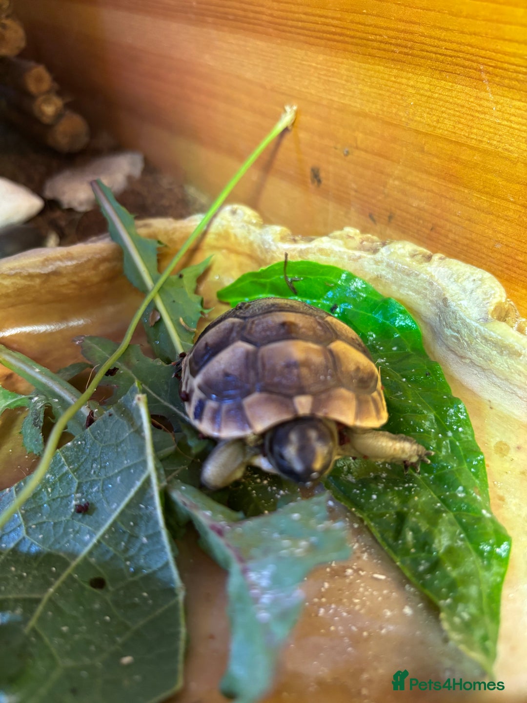Tortoise reptiles for sale: Baby Spurthigh Tortoises - Image 4