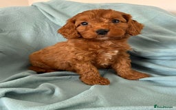 Cockapoo dogs for sale: Beautiful fox red cockapoo - Image 13