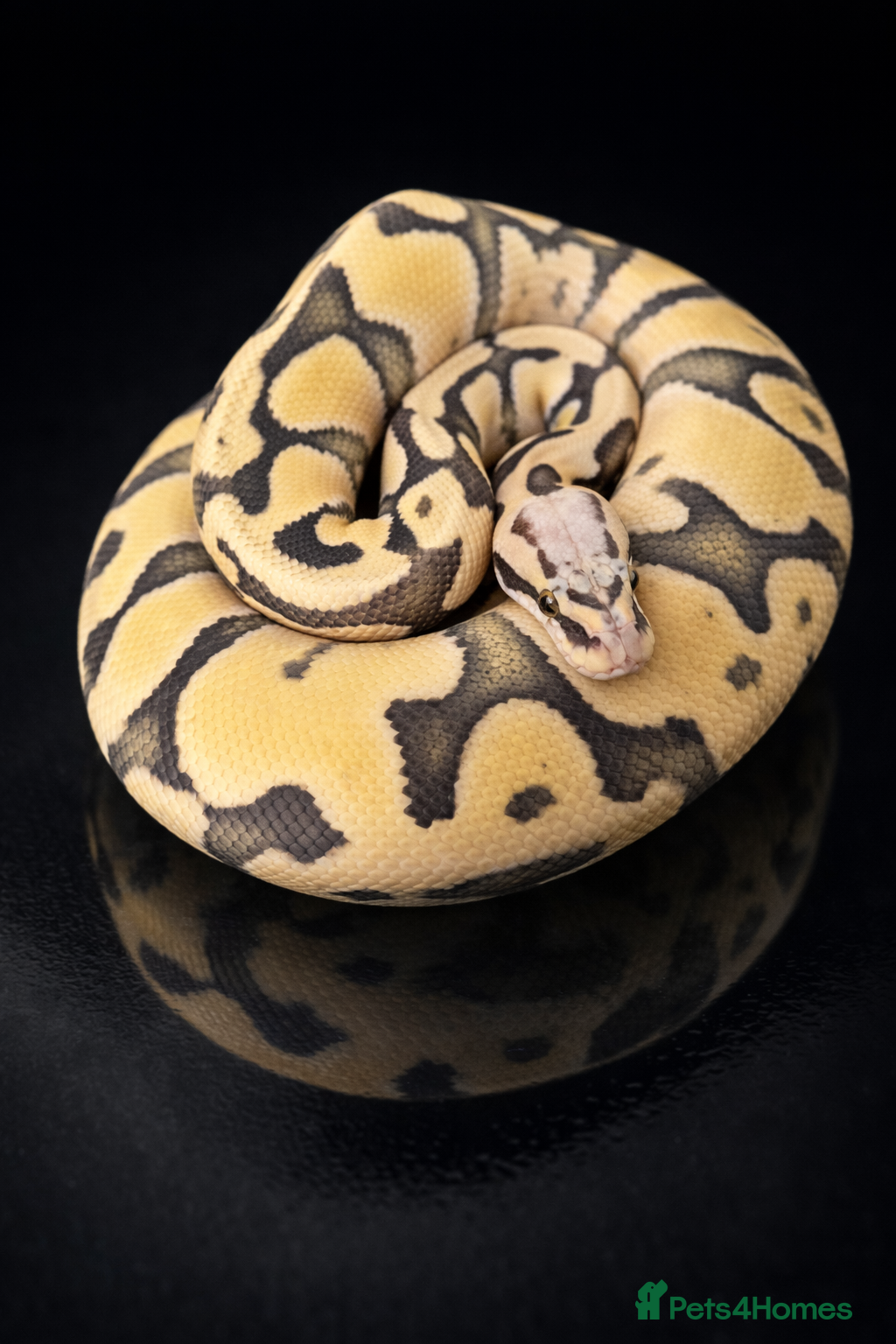 Python Snake reptiles Ball Python Collection  - Advert 11