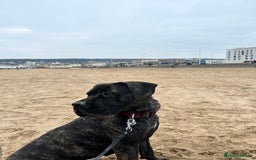 Mixed Breed dogs for sale: Family dog for Sale - Image 4