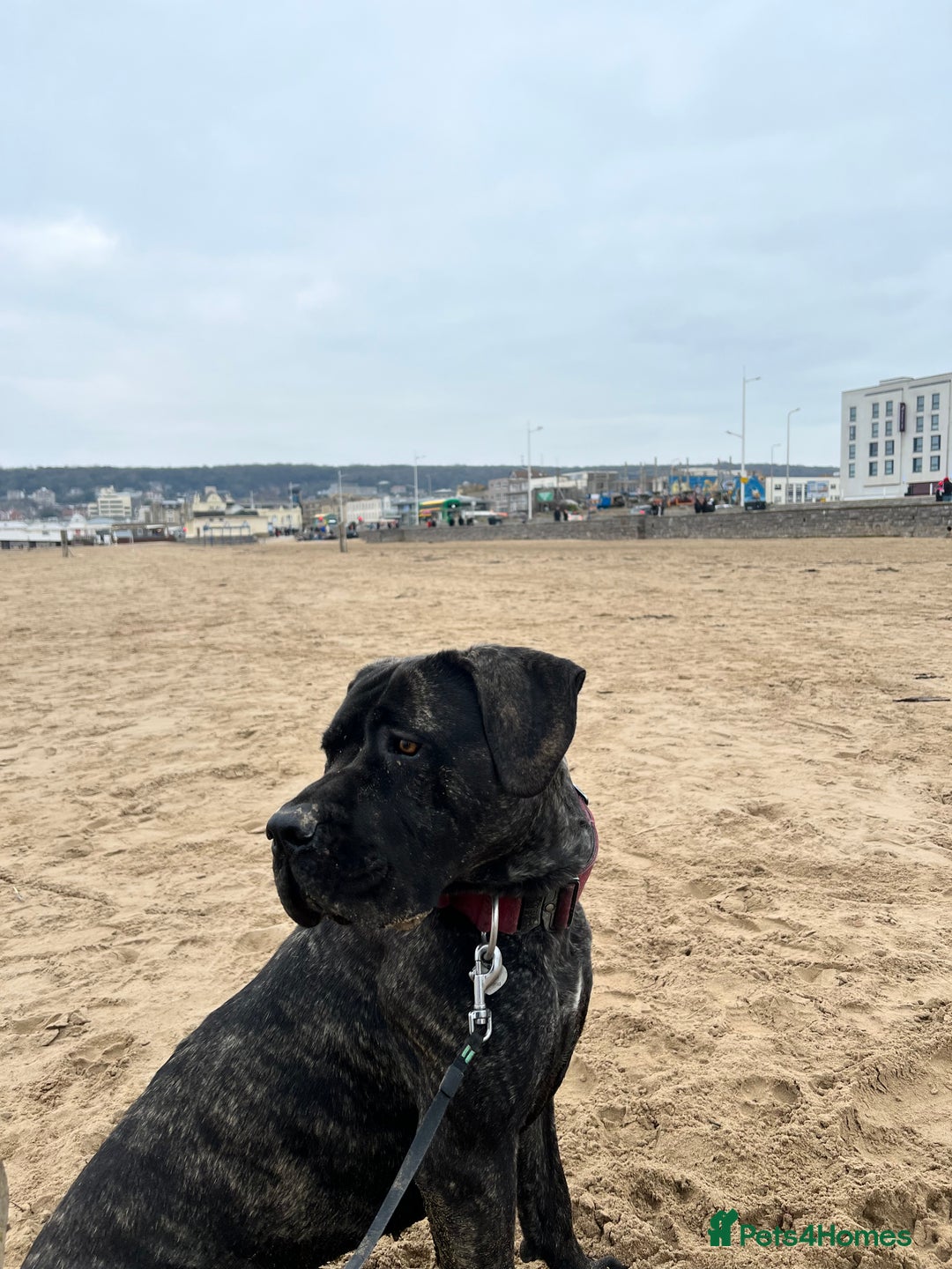 Mixed Breed dogs for sale: Family dog for Sale - Image 4