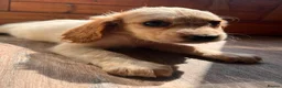 Cockapoo dogs for sale: BEAUTIFUL COCKAPOO PUPPIES READY NOW - Advert 6