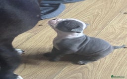 Olde English Bulldogge dogs for sale: English bulldogs  - Image 27