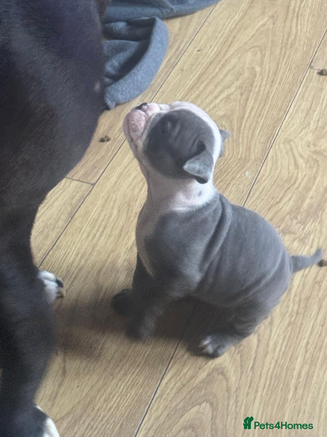 Olde English Bulldogge dogs for sale: English bulldogs  - Image 27