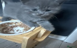 Mixed Breed cats for sale: Bsh x maincoon kittens - Advert 12