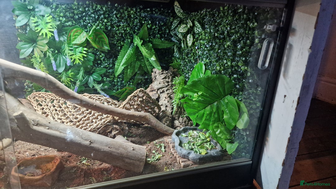 Bearded Dragon reptiles for sale: Bearded Dragon for sale  - Advert 10