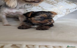 Yorkshire Terrier dogs for sale: Wonderful Yorkshire terrier puppies  - Image 8