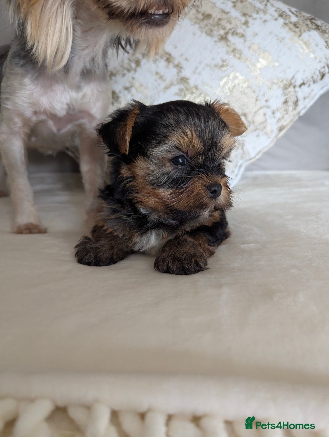 Yorkshire Terrier dogs for sale: Wonderful Yorkshire terrier puppies  - Image 8