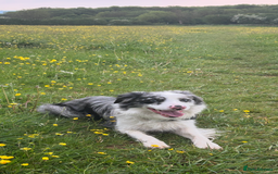 Border Collie dogs for stud: Blue merle border collie for stud - Image 9