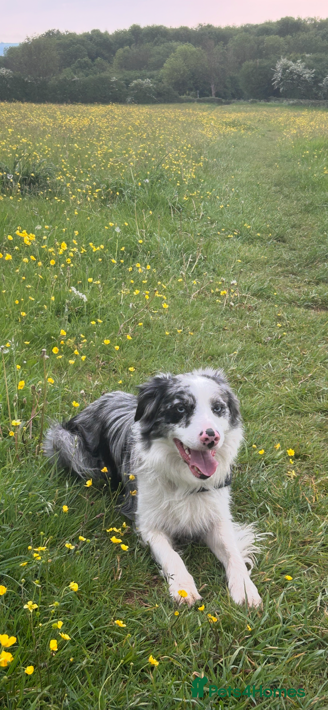 Border Collie dogs for stud: Blue merle border collie for stud - Image 9