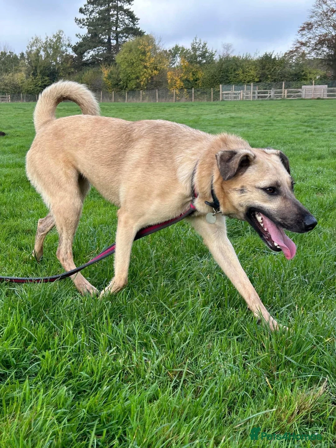 Mixed Breed dogs for adoption: Isodora - Norwich Norfolk  in Norwich - Advert 4