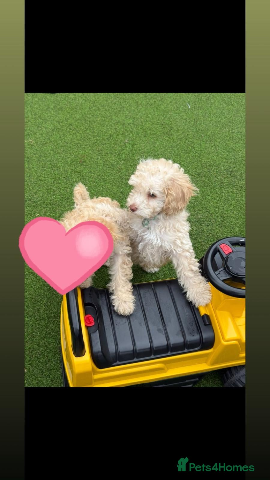 Toy Poodle dogs male toy poodle (Barney) - Advert 10