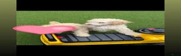Toy Poodle dogs for sale: male toy poodle (Barney) - Advert 1