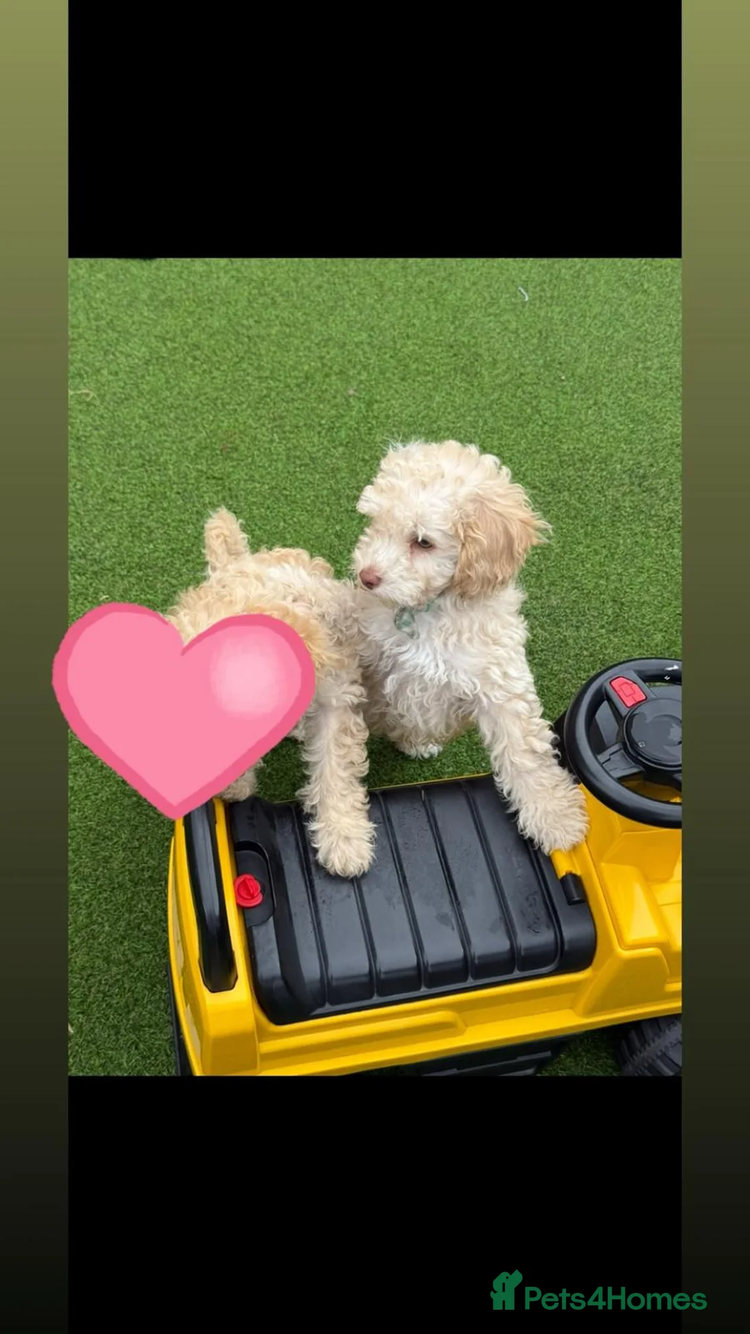 Toy Poodle dogs for sale: male toy poodle (Barney) - Advert 1