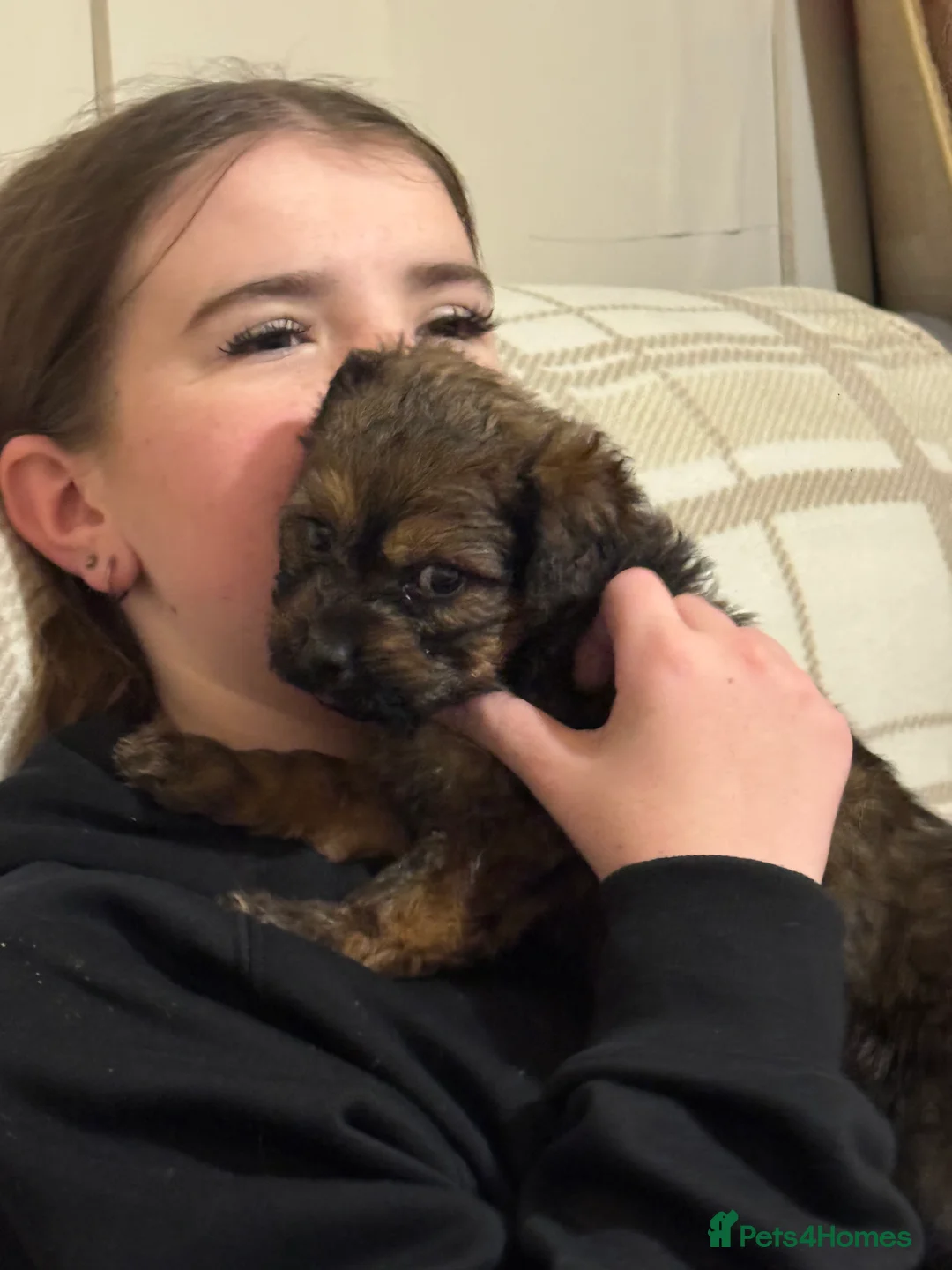 Mixed Breed dogs for sale: Rottweiler cross puppies - Advert 28