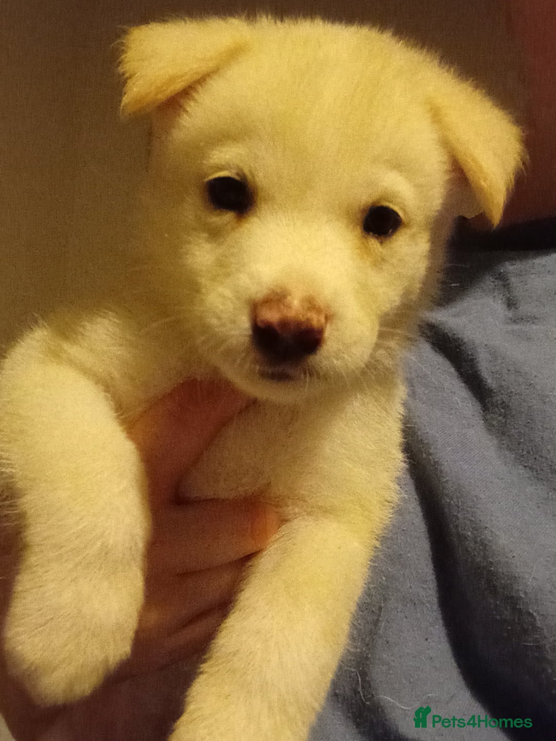 Mixed Breed dogs for sale: Alaskan malamute cross collies puppies  - Image 8